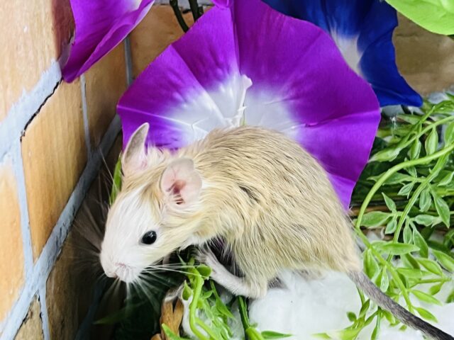 デグー