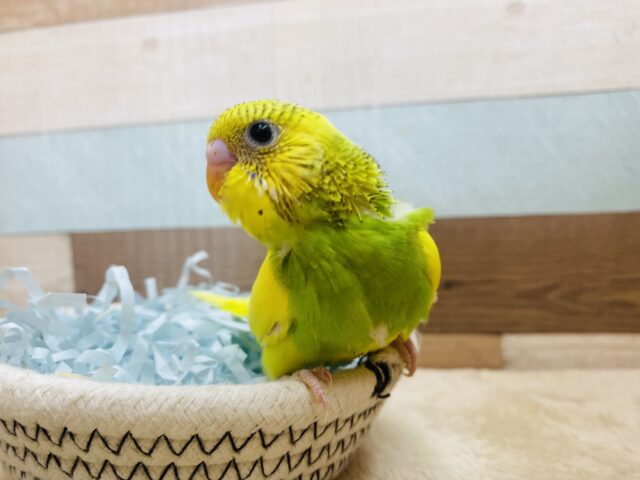 セキセイインコ