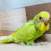 グリーンのドレスに包まれちゃいました💚セキセイインコ（スパングル）🔆