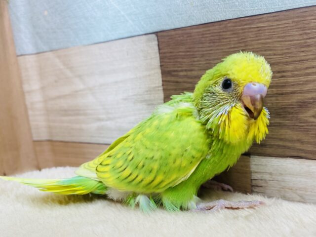 グリーンのドレスに包まれちゃいました💚セキセイインコ（スパングル）🔆