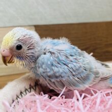 パチパチクリームソーダ🩵あわ〜さが可愛いんです🫶🏻セキセイインコ（パステルレインボー）🌈