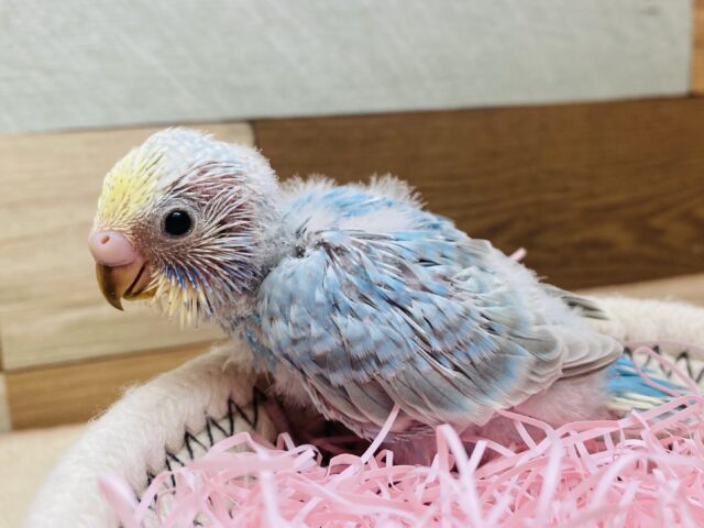 パチパチクリームソーダ🩵あわ〜さが可愛いんです🫶🏻セキセイインコ（パステルレインボー）🌈