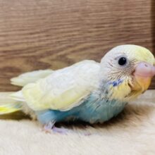 みんなの目線を独り占め💕ほわほわ雰囲気なセキセイインコ（パステルレインボースパングル）🐳✨