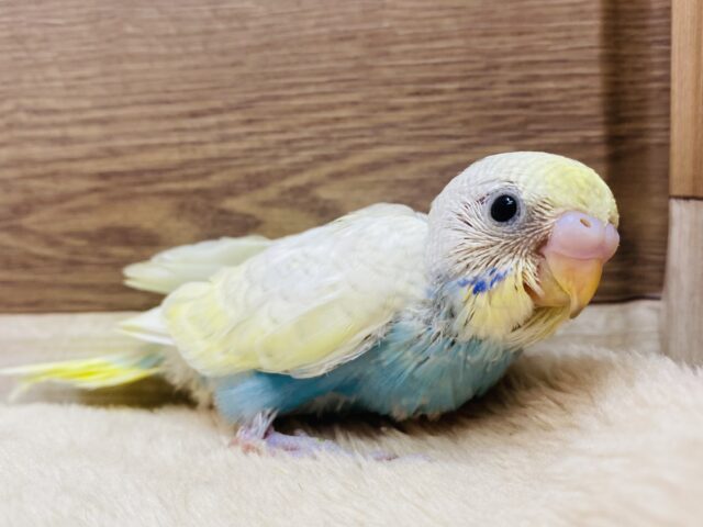 みんなの目線を独り占め💕ほわほわ雰囲気なセキセイインコ（パステルレインボースパングル）🐳✨