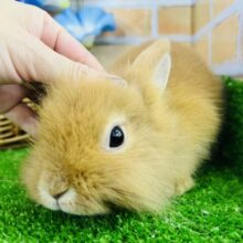 もふもふ🧡つぶれ顔がたまらん！ライオンラビットだぞ☆