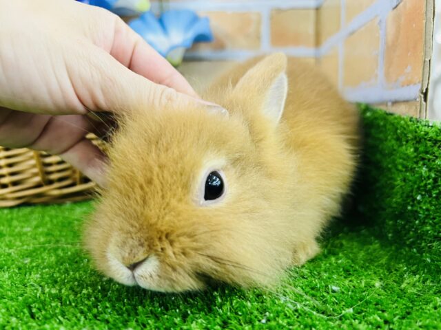 もふもふ🧡つぶれ顔がたまらん！ライオンラビットだぞ☆