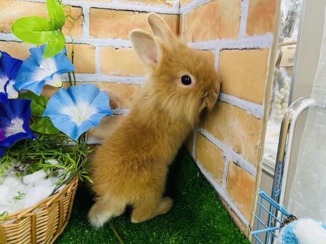 ライオンラビット