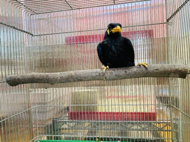 九官鳥（キュウカンチョウ）