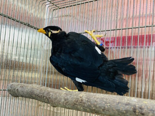 九官鳥（キュウカンチョウ）