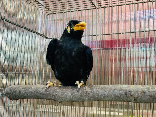 九官鳥（キュウカンチョウ）