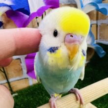 画像更新☆慣れすぎ注意🩵水色系✨セキセイインコのヒナ(パステルレインボーパイド)入荷しました❤️
