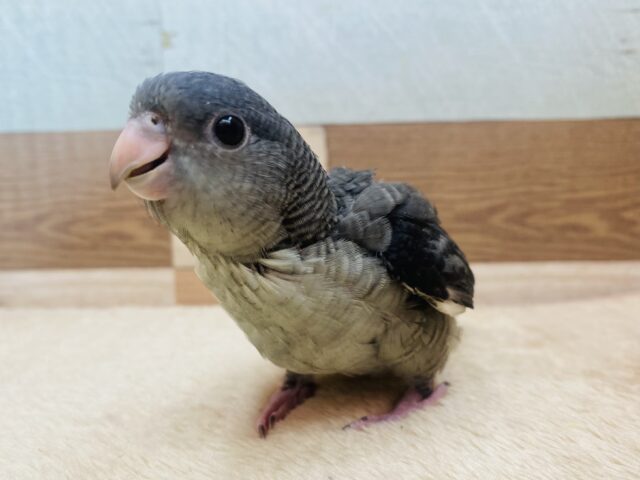 ピーボポピーボポ✨よちよち歩きのペンギンさん🐧サザナミインコのモーブカラー！