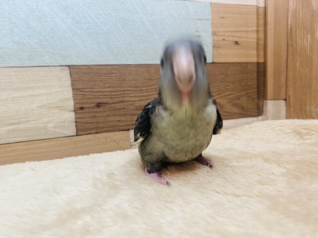 サザナミインコ