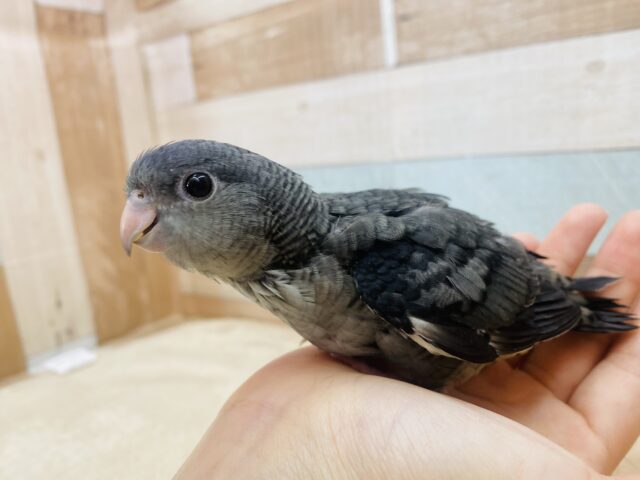 サザナミインコ