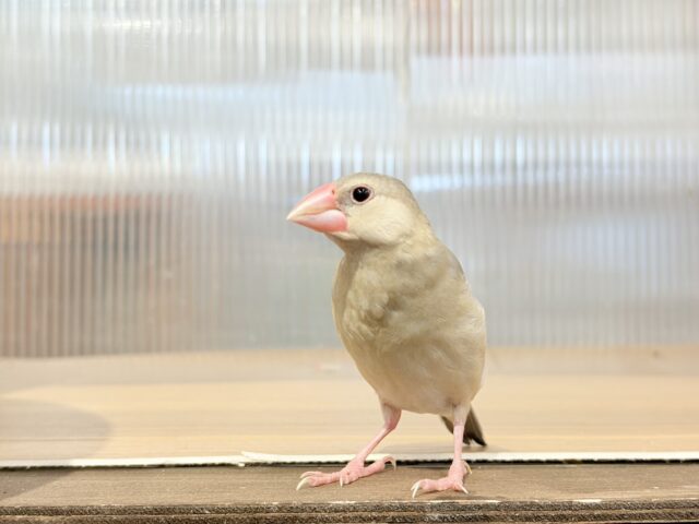 色変わり文鳥