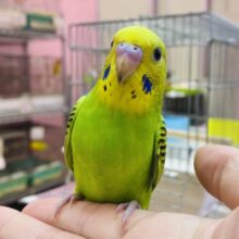 最新画像有ります❗️🪖将来の夢は冒険家🍃色んなところが気になっちゃう❗️セキセイインコのオパーリン🌟