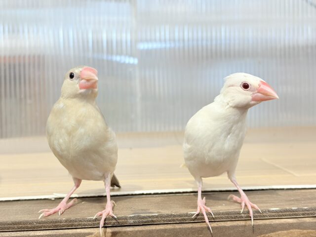 色変わり文鳥