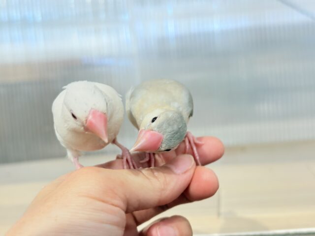 色変わり文鳥