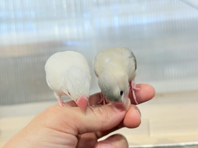色変わり文鳥