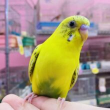 最新画像有ります🌟パキッとイエローで派手派手に✨黒が少なめ？セキセイインコの黄ハルクイン💛
