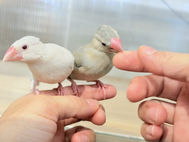 色変わり文鳥