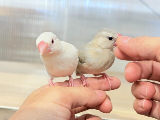 色変わり文鳥