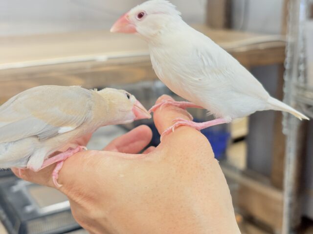 色変わり文鳥