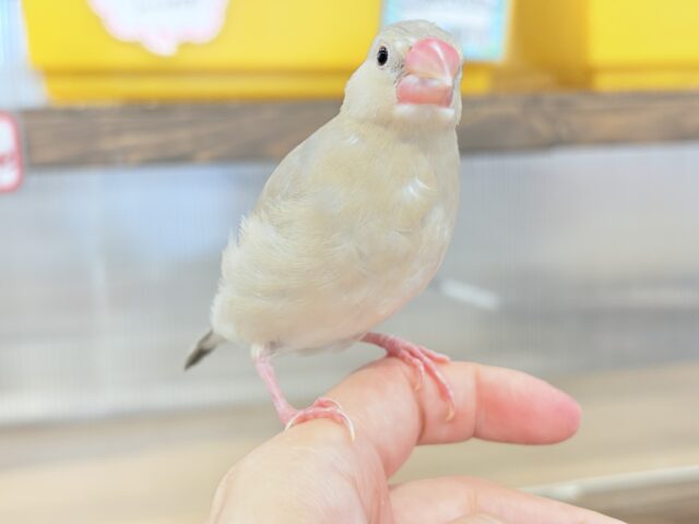 色変わり文鳥