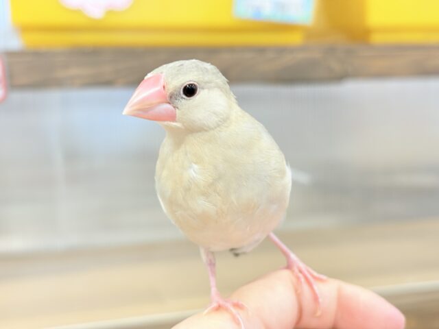 色変わり文鳥