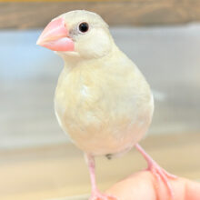 【最新画像更新🪄ひとり餌になりました！】ｵﾗｵﾗｧ～～♪　お迎え来てよー(´ω｀*)　色変わり文鳥～～