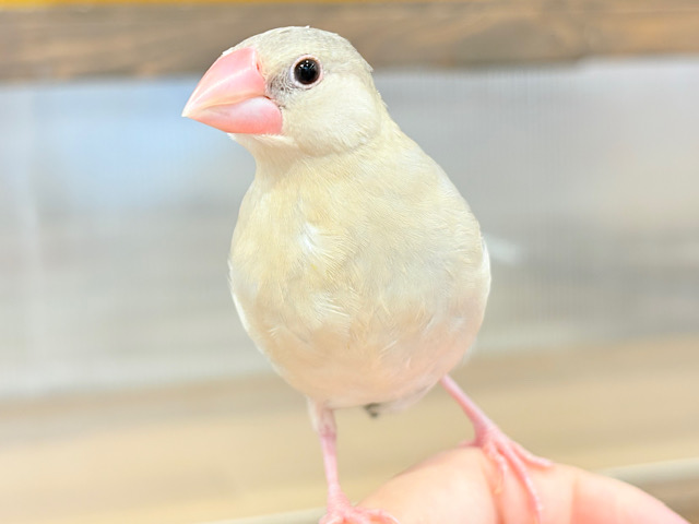 【最新画像更新🪄ひとり餌になりました！】ｵﾗｵﾗｧ～～♪　お迎え来てよー(´ω｀*)　色変わり文鳥～～