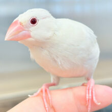 【最新画像更新🪄ひとり餌になりました！】成長じゅんちょー、ｷﾚｲな☆☆～～　シルバーイノ文鳥～～