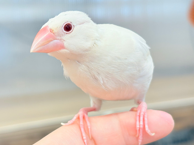 【最新画像更新🪄ひとり餌になりました！】成長じゅんちょー、ｷﾚｲな☆☆～～　シルバーイノ文鳥～～