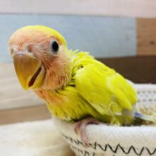 これぞ‼️真夏の果実🥭☀️コザクラインコのゴールデンチェリー！