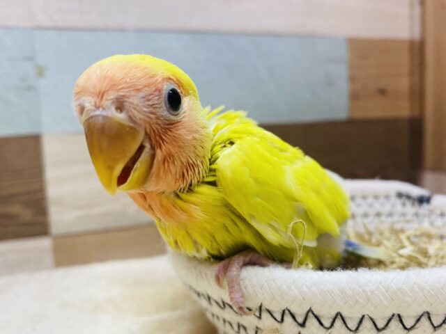 これぞ‼️真夏の果実🥭☀️コザクラインコのゴールデンチェリー！