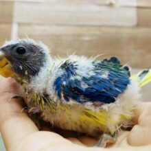 ✨*:.。色とりどりなカラーパレット✨.•*¨*🎨キキョウインコがやって来ました❗️