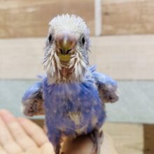 よちよちdancing🕺✨ブルーに包まれたセキセイインコのスパングル💙