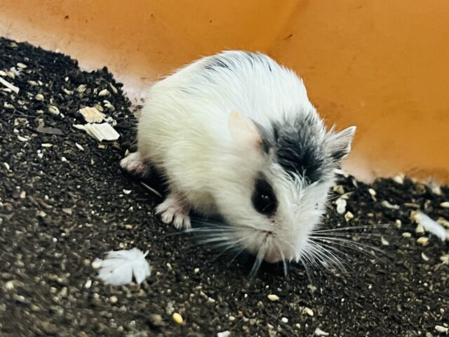 ロボロフスキーハムスター