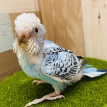 🩵爽やか〜な青空ブルーはいかが❓暑いこの季節にピッタリカラー✈️セキセイインコのオパーリン