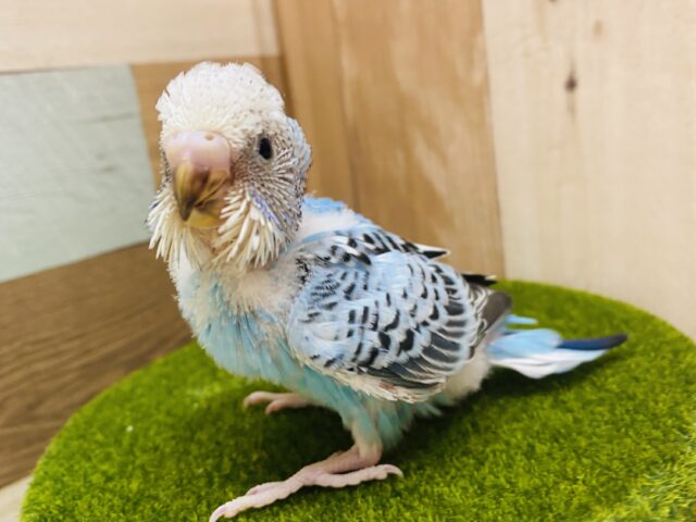 🩵爽やか〜な青空ブルーはいかが❓暑いこの季節にピッタリカラー✈️セキセイインコのオパーリン