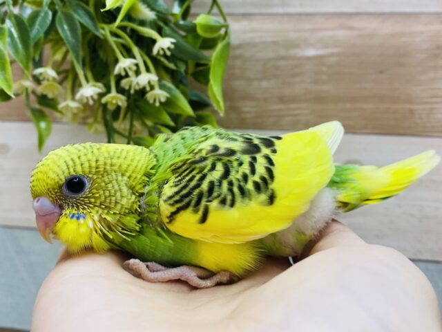 セキセイインコ