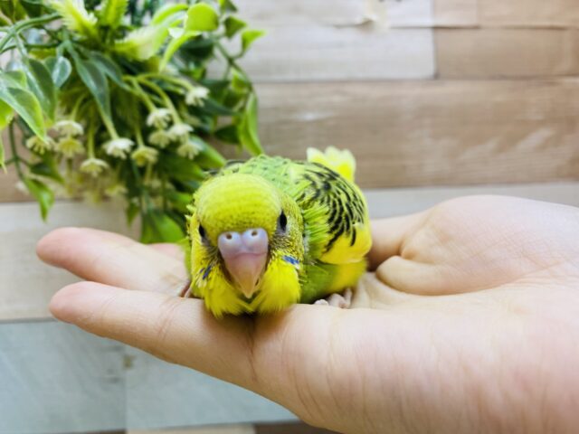 セキセイインコ