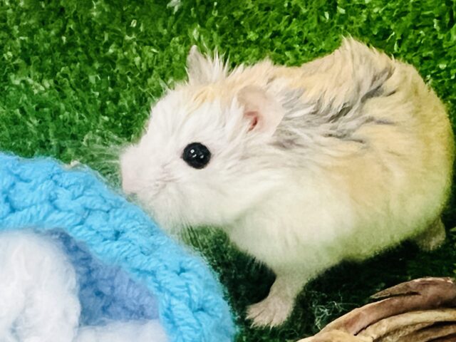 ロボロフスキーハムスター