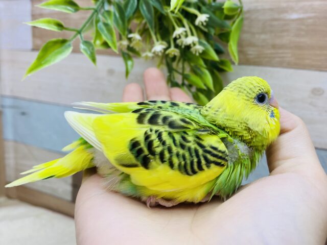 セキセイインコ