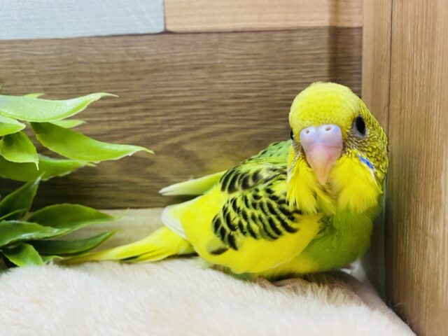 低姿勢で失礼します💕カメラ目線の得意なセキセイインコパイドカラー‼️