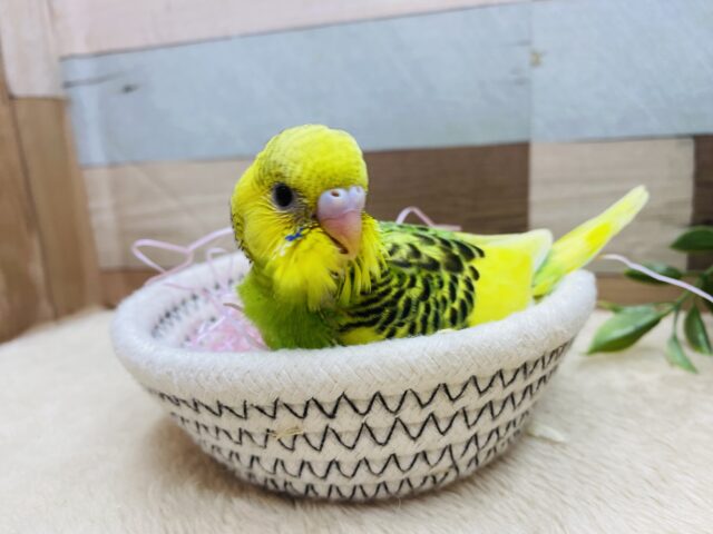 セキセイインコ