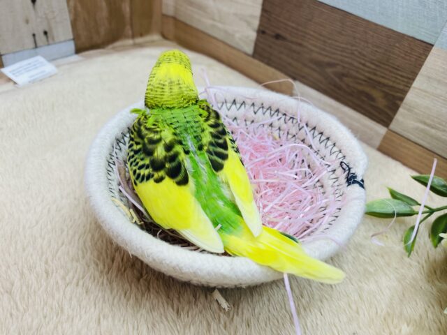 セキセイインコ