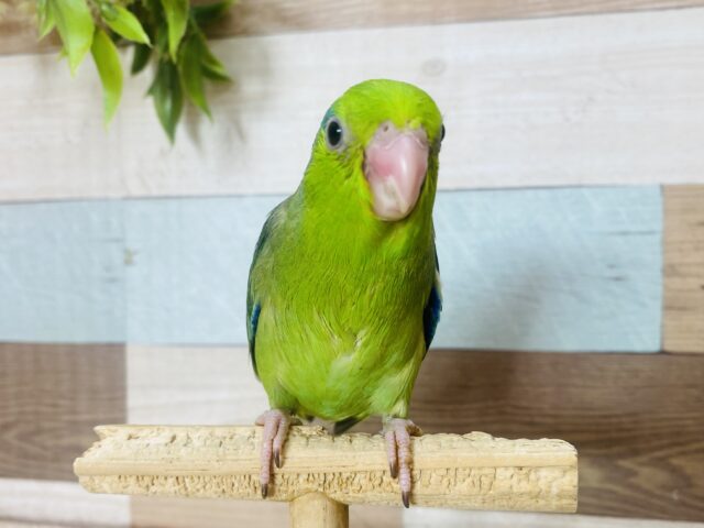 マメルリハ