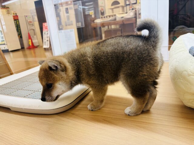 柴犬