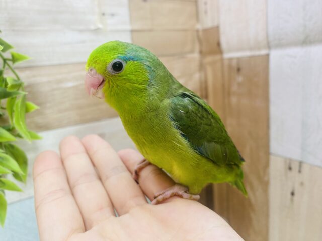 マメルリハ